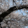 芸術村の春　②