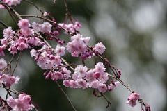 濃いピンクが好き
