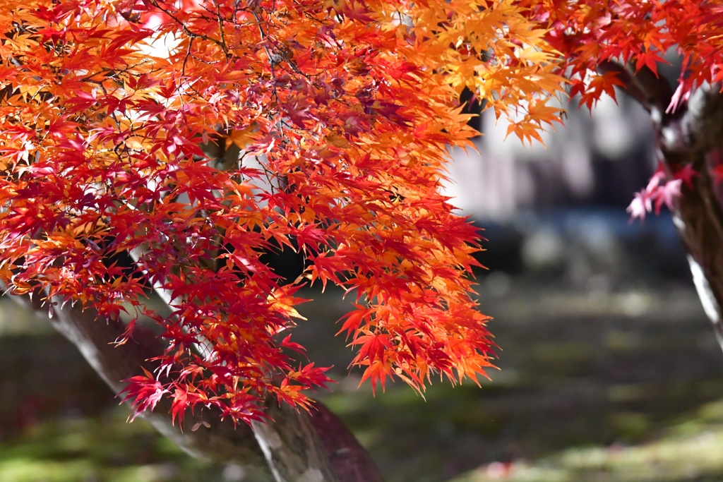 紅葉のグラデーション