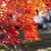 紅葉のグラデーション