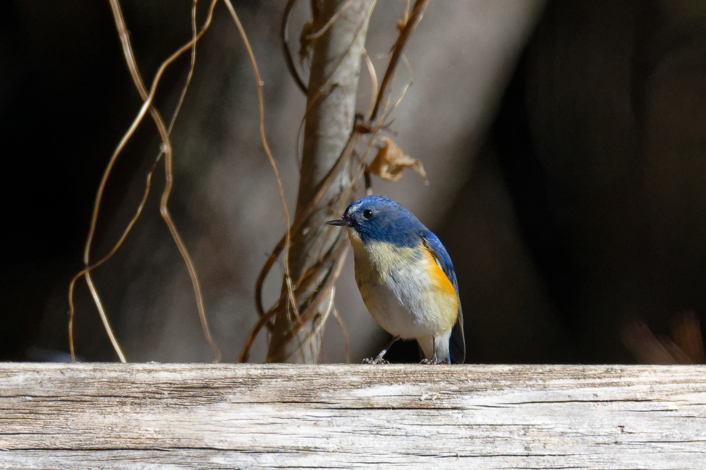続・幸せの青い鳥　④
