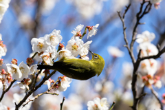 蜜に夢中！　②