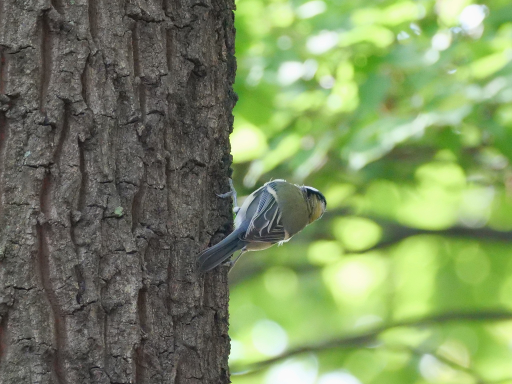 覗き見の覗き見？