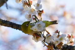 蜜に夢中！　①