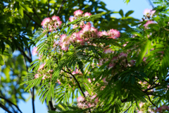 陽を浴びて輝く花