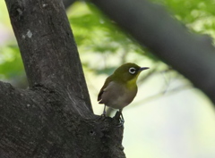 遊びに来たヨ　１