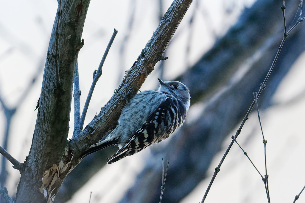 冬のコゲラさん