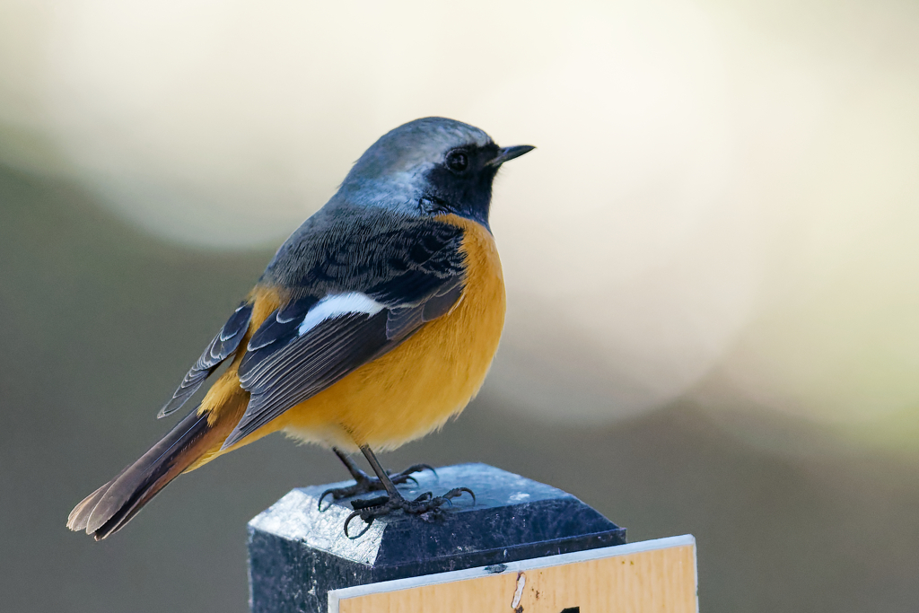 今日は機嫌がイイ？