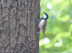 木登りも得意さ!