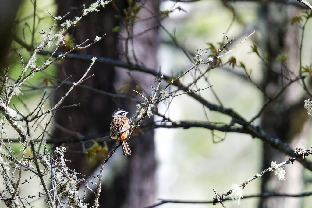 高山のホオジロ