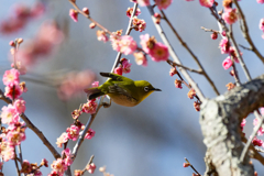 梅に戯れる　③