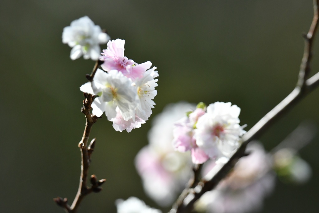 八重の秋桜