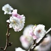 八重の秋桜
