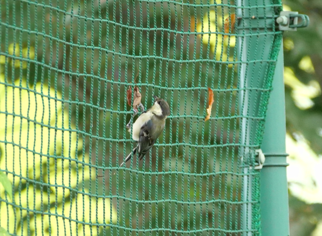 遊ぼうヨ！　２