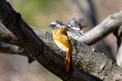 ジョビ君の羽ばたき