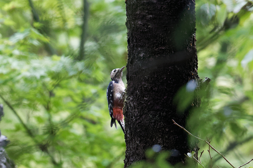アカゲラ　⑤