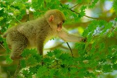 楓を掴む小猿