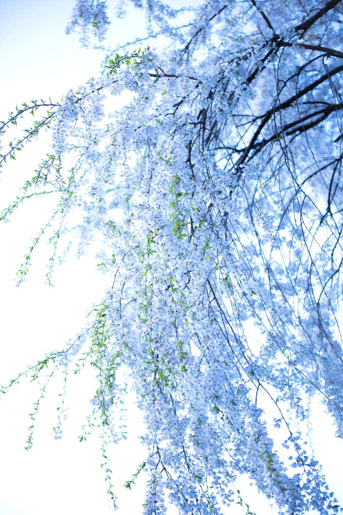 葉桜が混じる