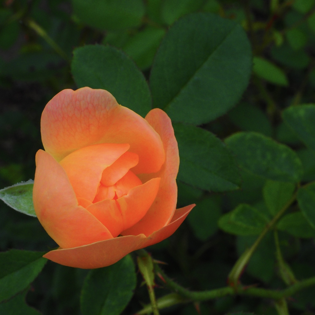 a rose is a rose is a rose by plus-h （ID：10573537） - 写真共有サイト:PHOTOHITO