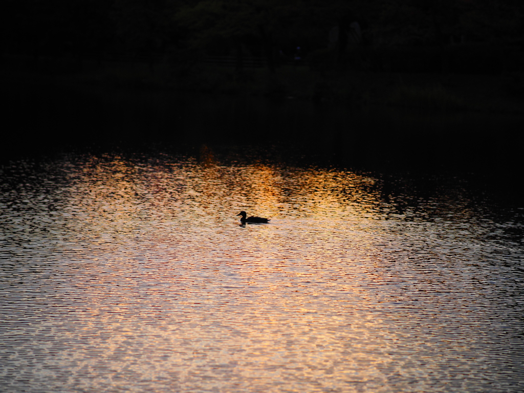 秋の夕暮れ