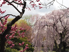 梅と桜