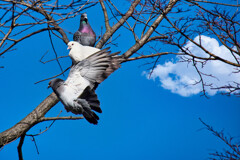 鳩仲間