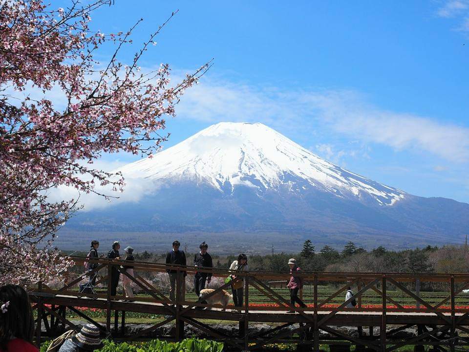 山中湖 花の都公園