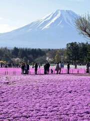 富士芝桜まつり