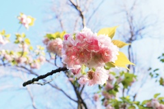 八重の桜！