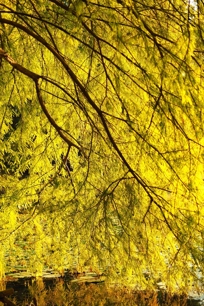 この木何の木！