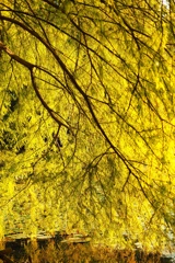 この木何の木！