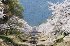 倉町野 の 桜