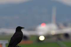 バードさん空砲遠く！