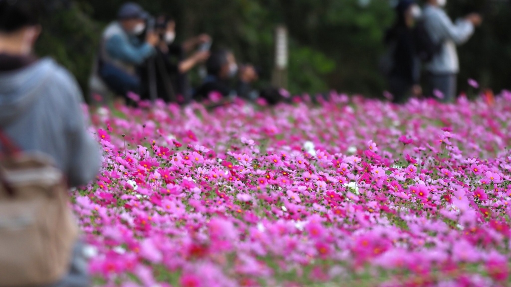 夕陽に秋桜