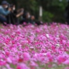 夕陽に秋桜