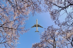 桜の木の下で！２