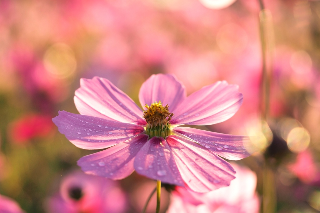 秋桜日和！