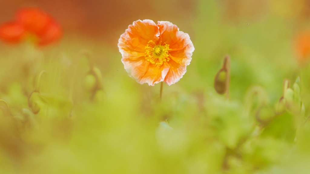 くるまにポピー～～～♫♪♩（２）