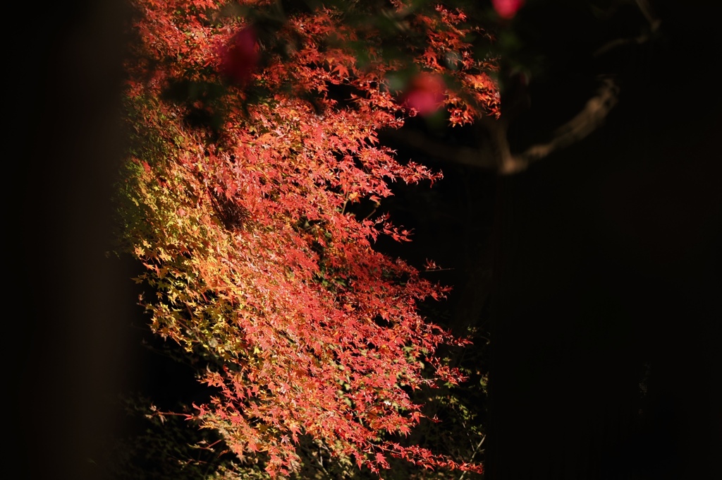 紅葉色の森（８）
