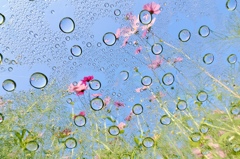 晴天の水滴