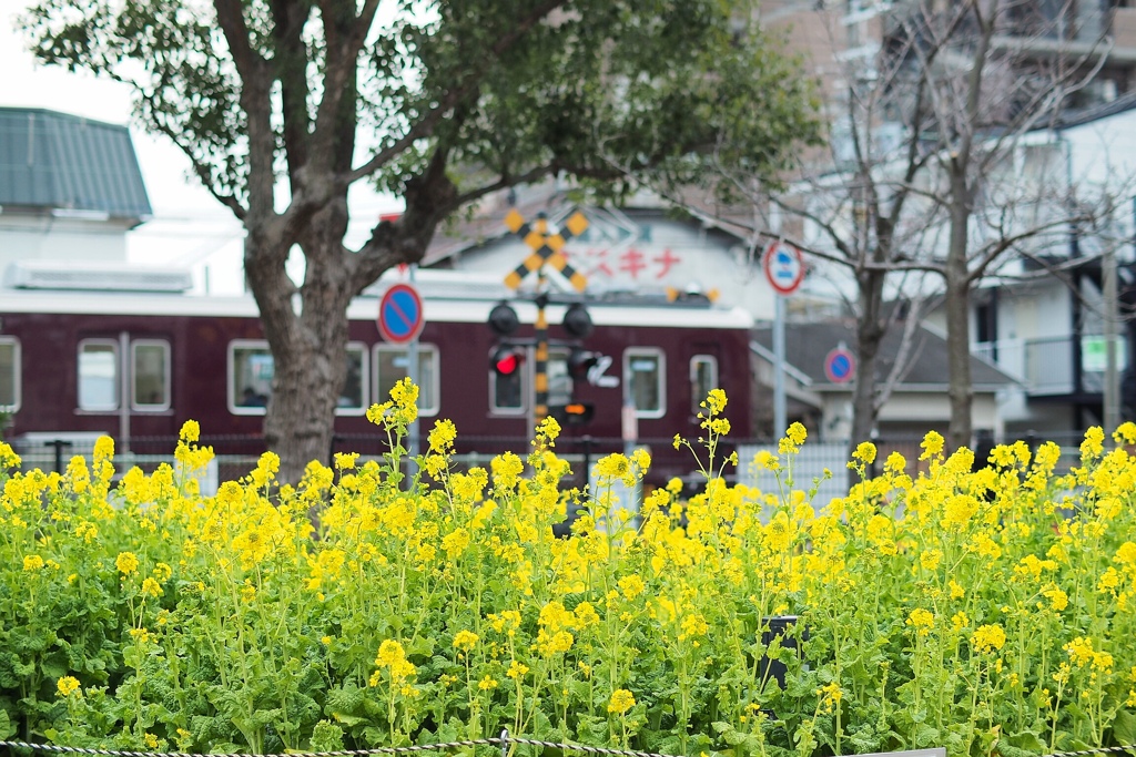 菜の花の咲く踏切