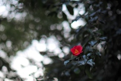 くもりのち晴れ