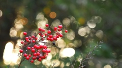 赤い実とキラキラ☆