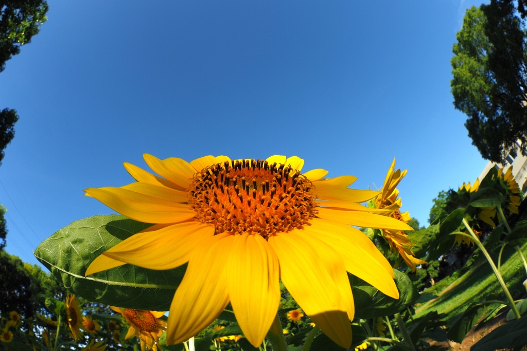 おひさま（２）