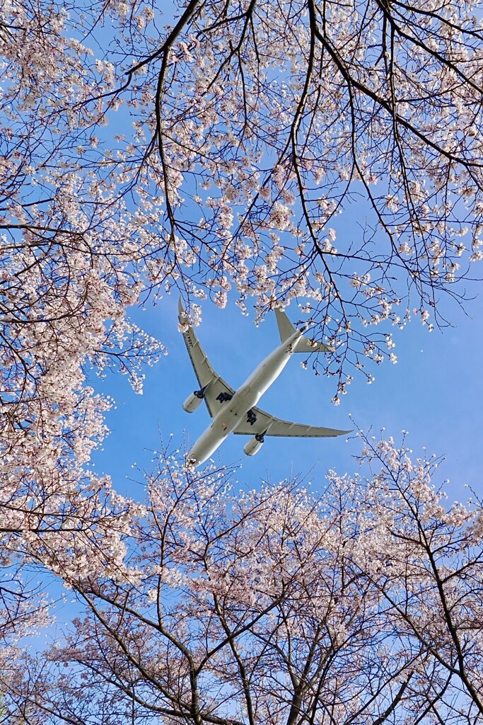 桜と飛行機