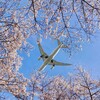 桜と飛行機
