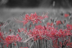 パートカラー合うかも！