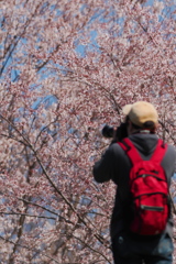 サクラ撮る