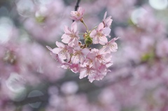 やっと「河津」！その２
