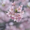 やっと「河津」！その２